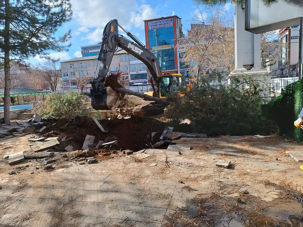 Kent Meydanındaki yarım asırlık çınarlar naklediliyor