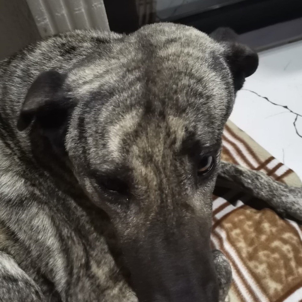 Beyninde tümör olan sokak köpeğinin yardımına hayvanseverler koştu