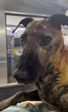 Beyninde tümör olan sokak köpeğinin yardımına hayvanseverler koştu