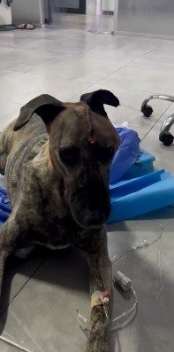 Beyninde tümör olan sokak köpeğinin yardımına hayvanseverler koştu