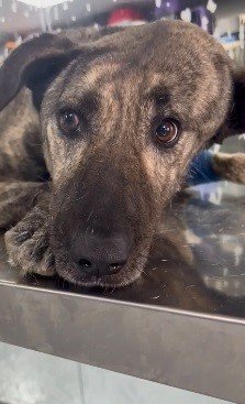 Beyninde tümör olan sokak köpeğinin yardımına hayvanseverler koştu