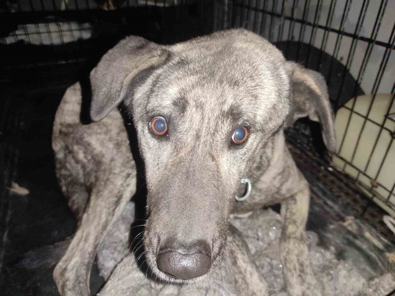 Beyninde tümör olan sokak köpeğinin yardımına hayvanseverler koştu