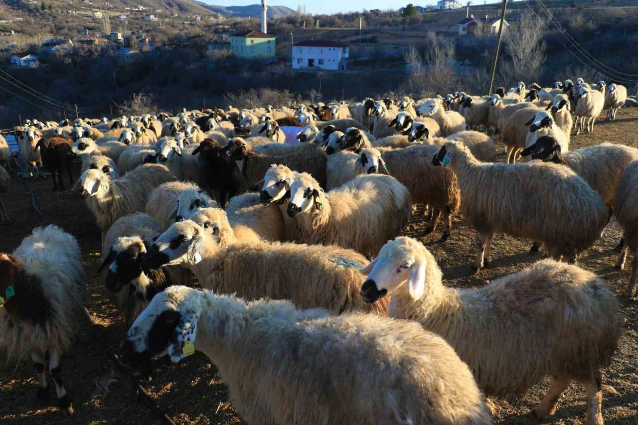 Elazığ’da SAT-2 tipi şap virüsü alarmı