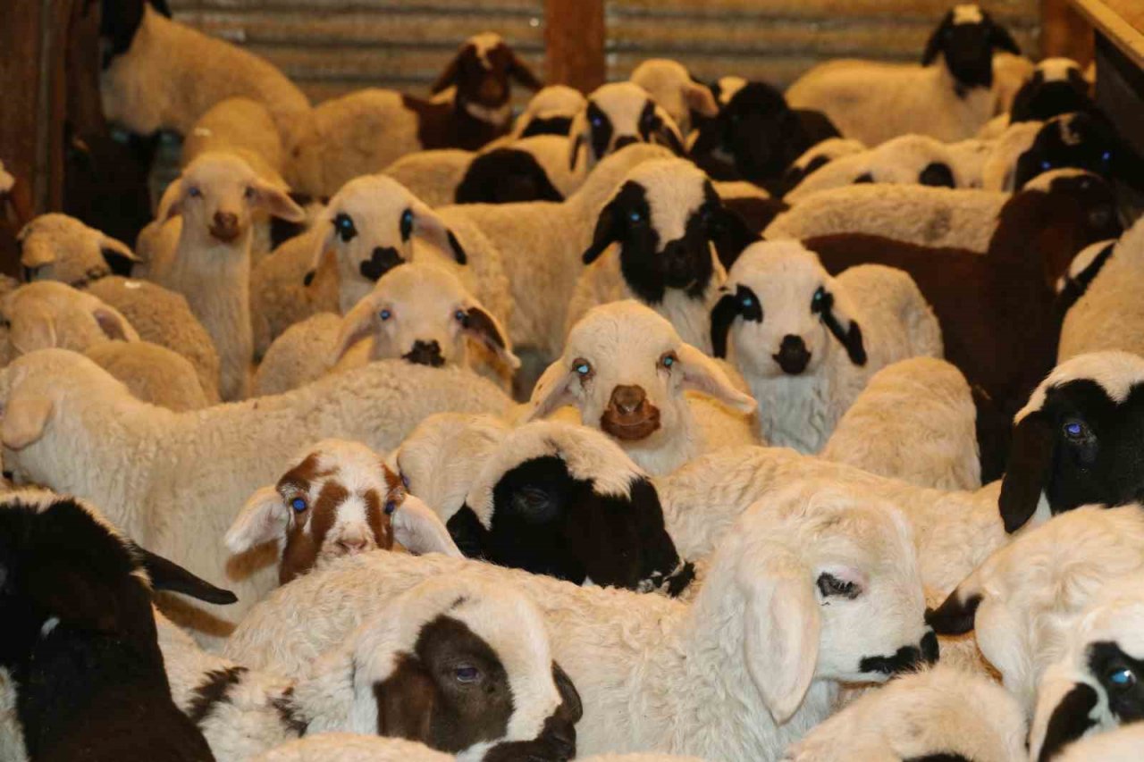 Elazığ’da SAT-2 tipi şap virüsü alarmı