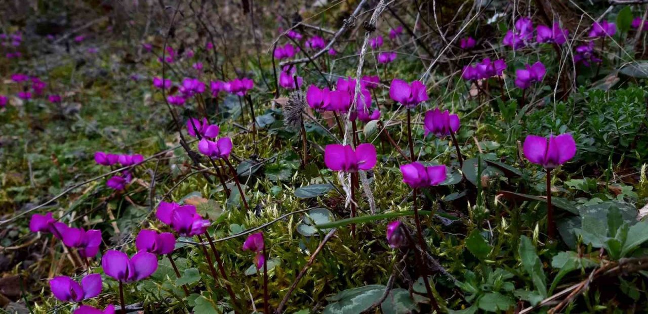 Karların erimesiyle şelale oluştu