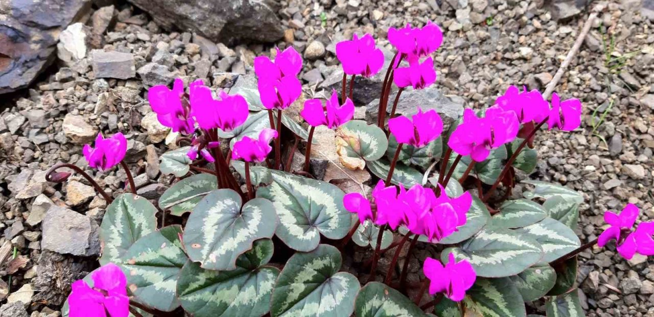 Karların erimesiyle şelale oluştu