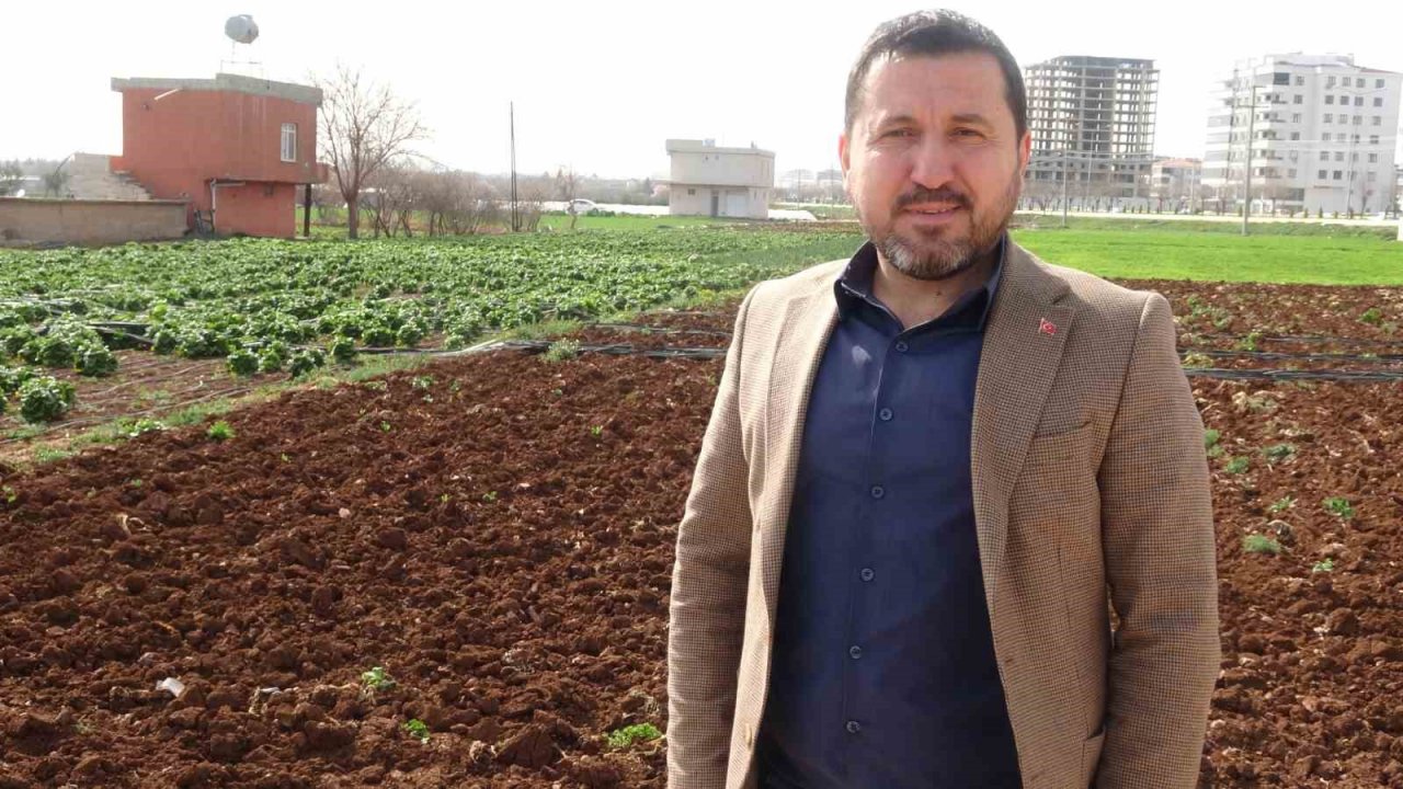 Kilis’te depremden sonra marul ve maydanoz hasadı başladı