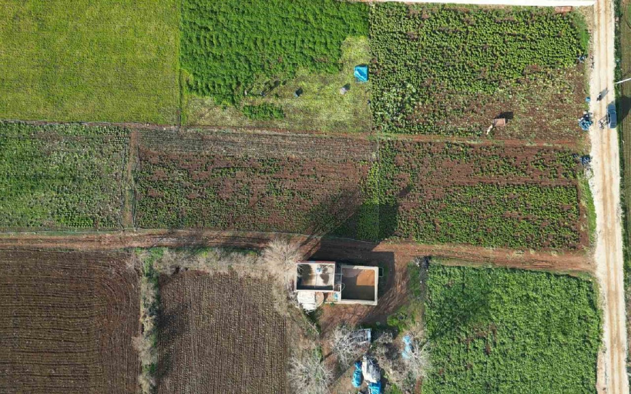 Kilis’te depremden sonra marul ve maydanoz hasadı başladı