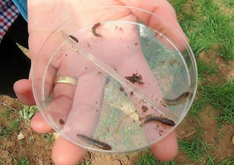 Kütahya’da çiftçilere Ekin kambur böceği zararlısına karşı ilaçlama önerisi