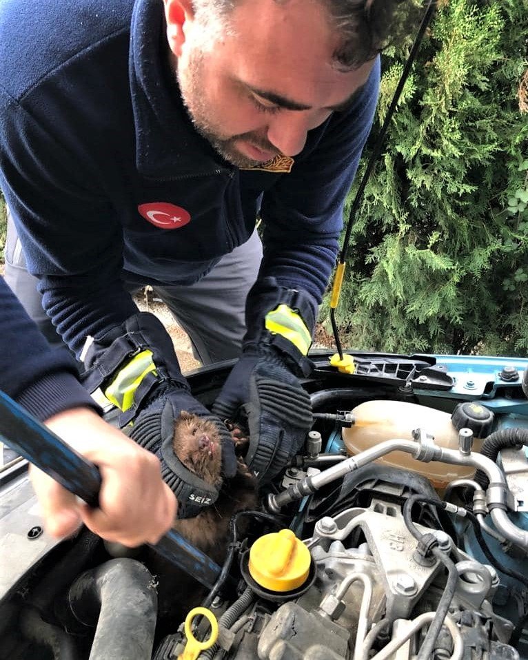 İtfaiyecilerin sansar kurtarma operasyonu