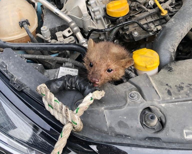 İtfaiyecilerin sansar kurtarma operasyonu