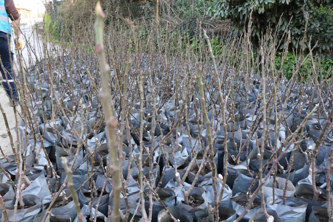 Coğrafi işaret için gün sayan ‘mor patlıcan inciri’ fidanları üreticilere dağıtıldı