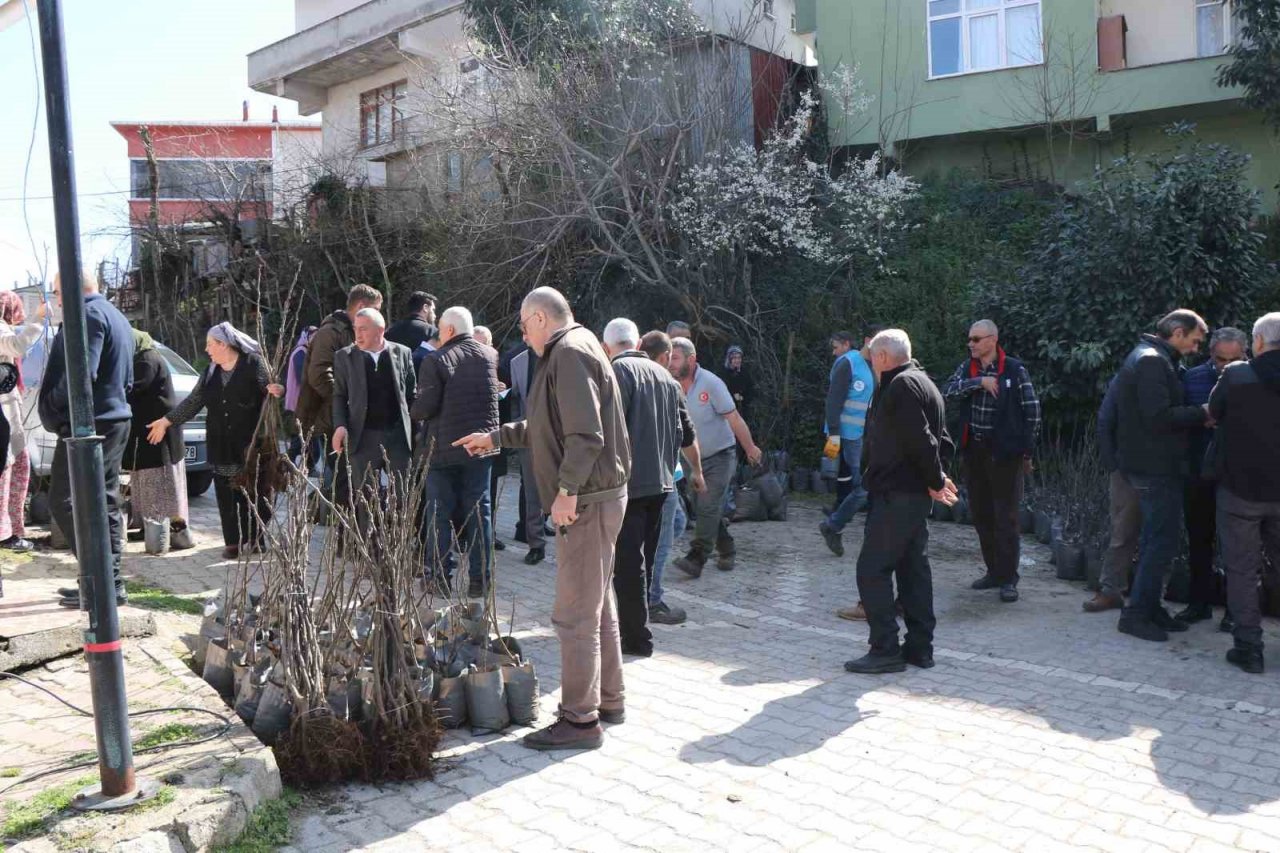 Coğrafi işaret için gün sayan ‘mor patlıcan inciri’ fidanları üreticilere dağıtıldı