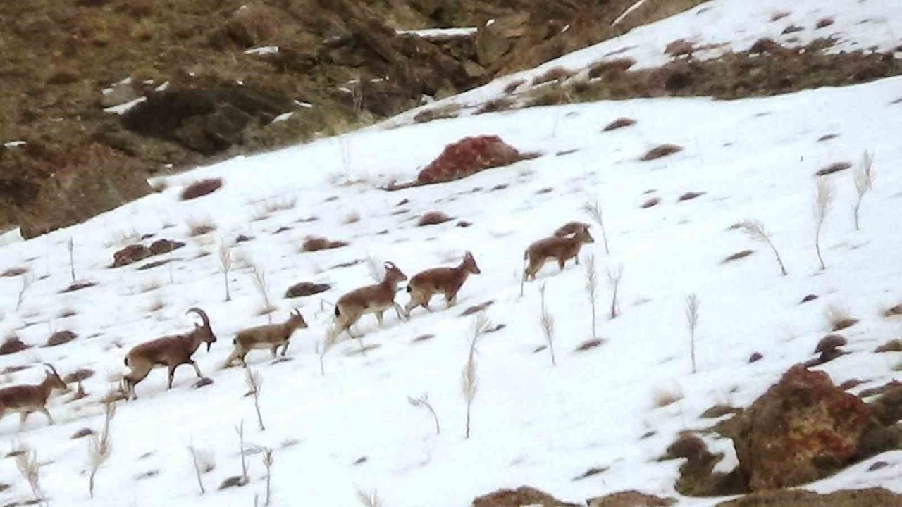 Kara avcılığı geçici süreliğine yasaklanınca yaban keçileri yola kadar indi