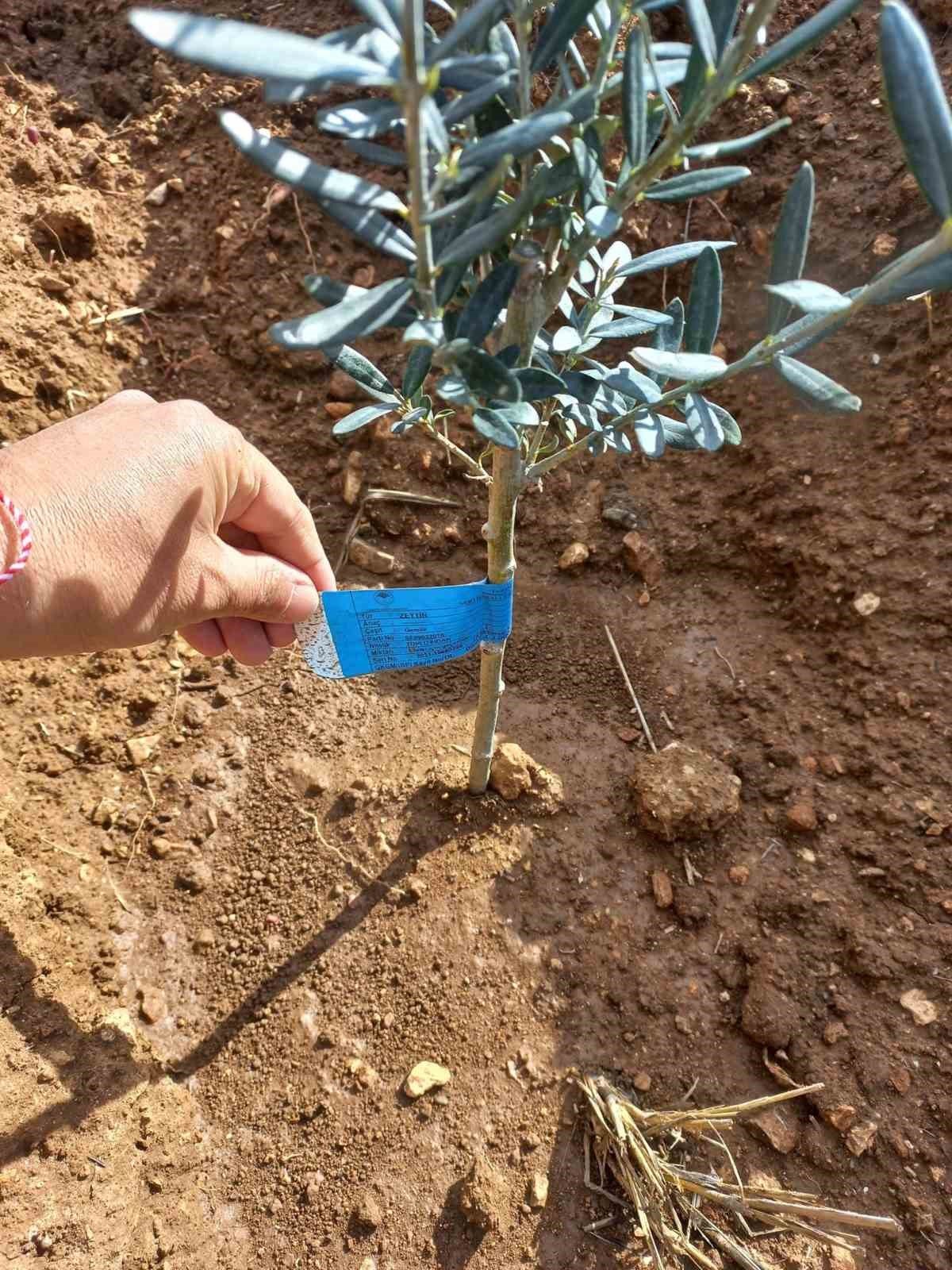 Didim’de fidan desteği kontrolleri gerçekleştirildi