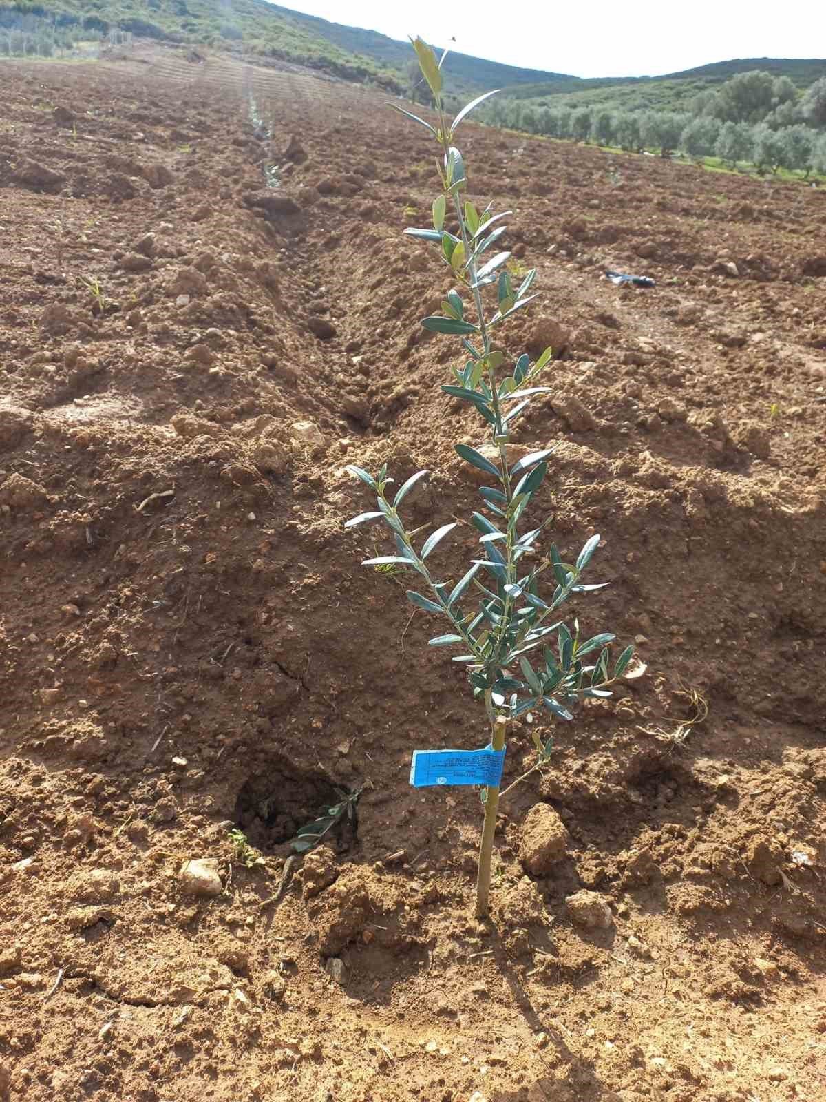 Didim’de fidan desteği kontrolleri gerçekleştirildi