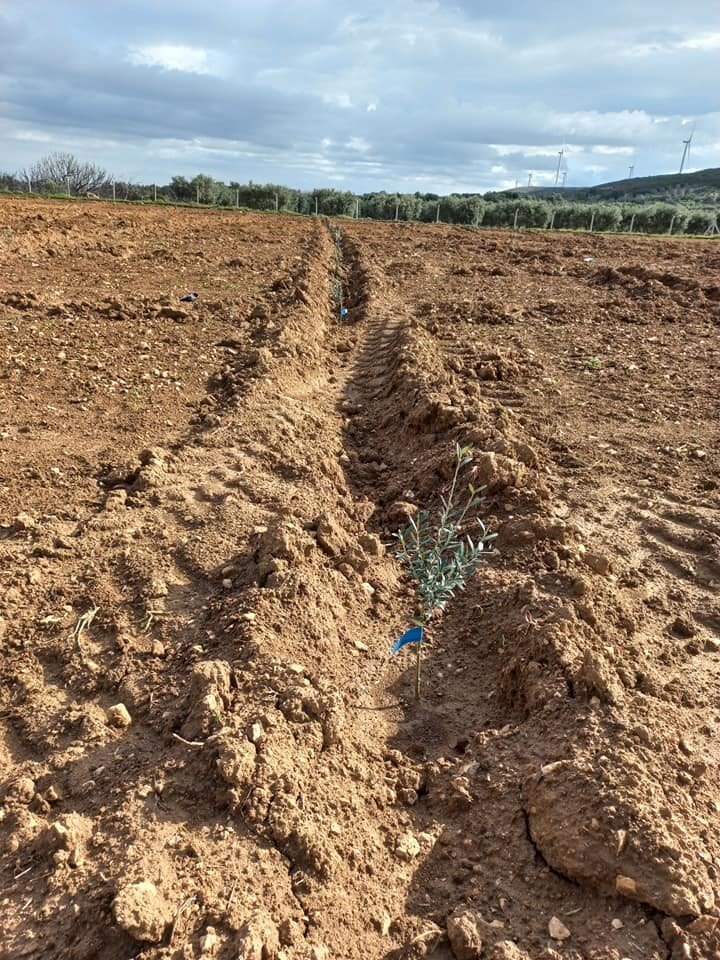 Didim’de fidan desteği kontrolleri gerçekleştirildi