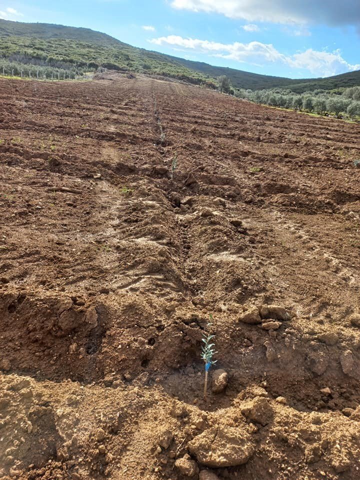 Didim’de fidan desteği kontrolleri gerçekleştirildi