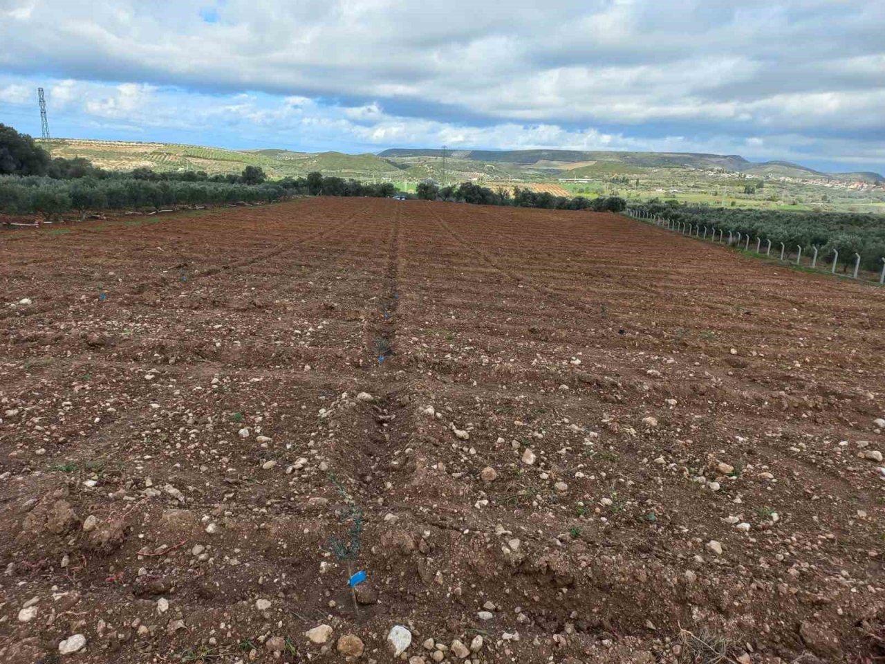 Didim’de fidan desteği kontrolleri gerçekleştirildi