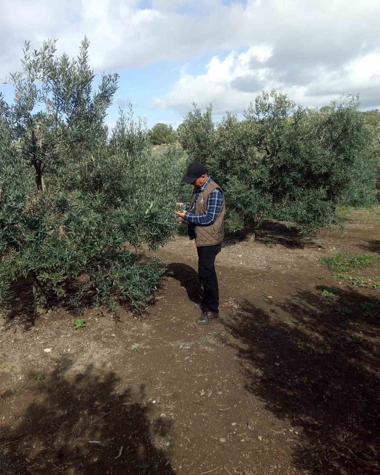 Aydın’da zeytin bahçeleri denetlendi, çiftçiler bilgilendirildi