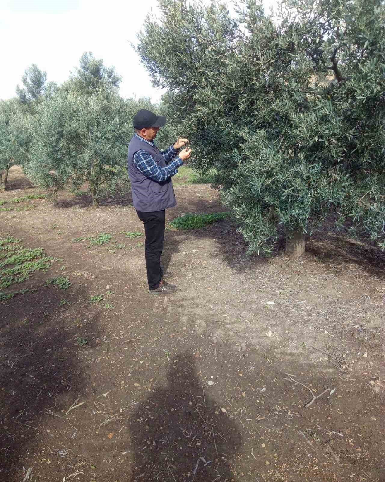 Aydın’da zeytin bahçeleri denetlendi, çiftçiler bilgilendirildi