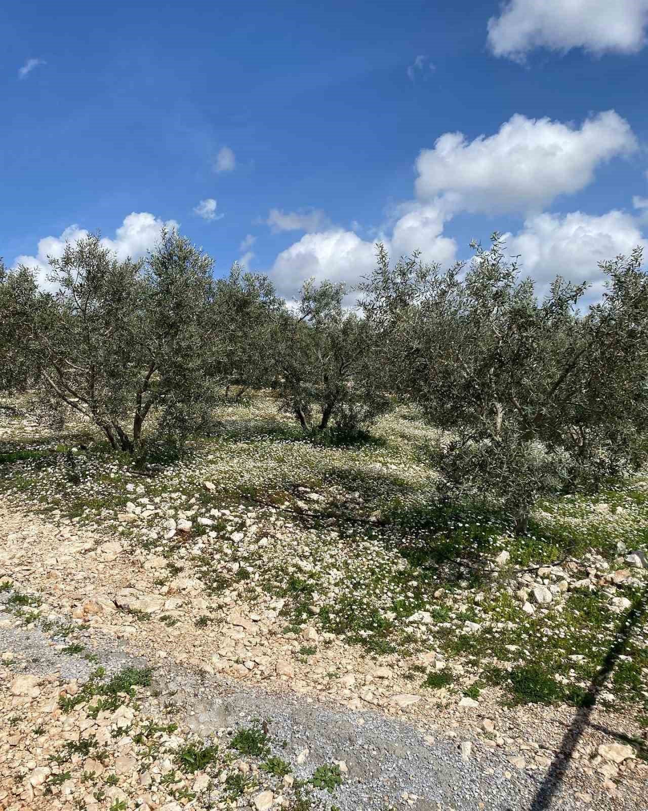 Aydın’da zeytin bahçeleri denetlendi, çiftçiler bilgilendirildi