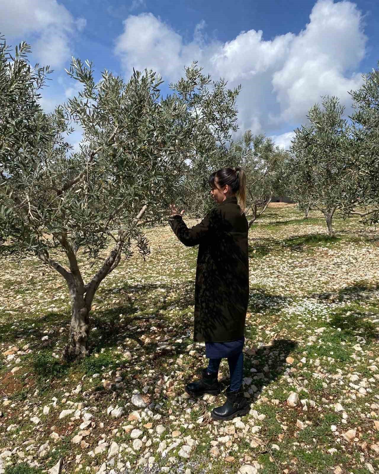 Aydın’da zeytin bahçeleri denetlendi, çiftçiler bilgilendirildi