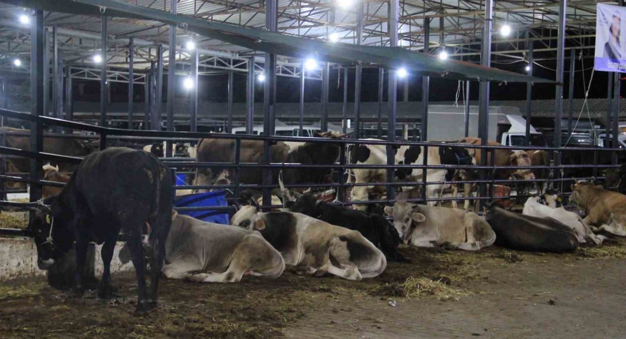 Aydın’da hayvan pazarları kapatıldı