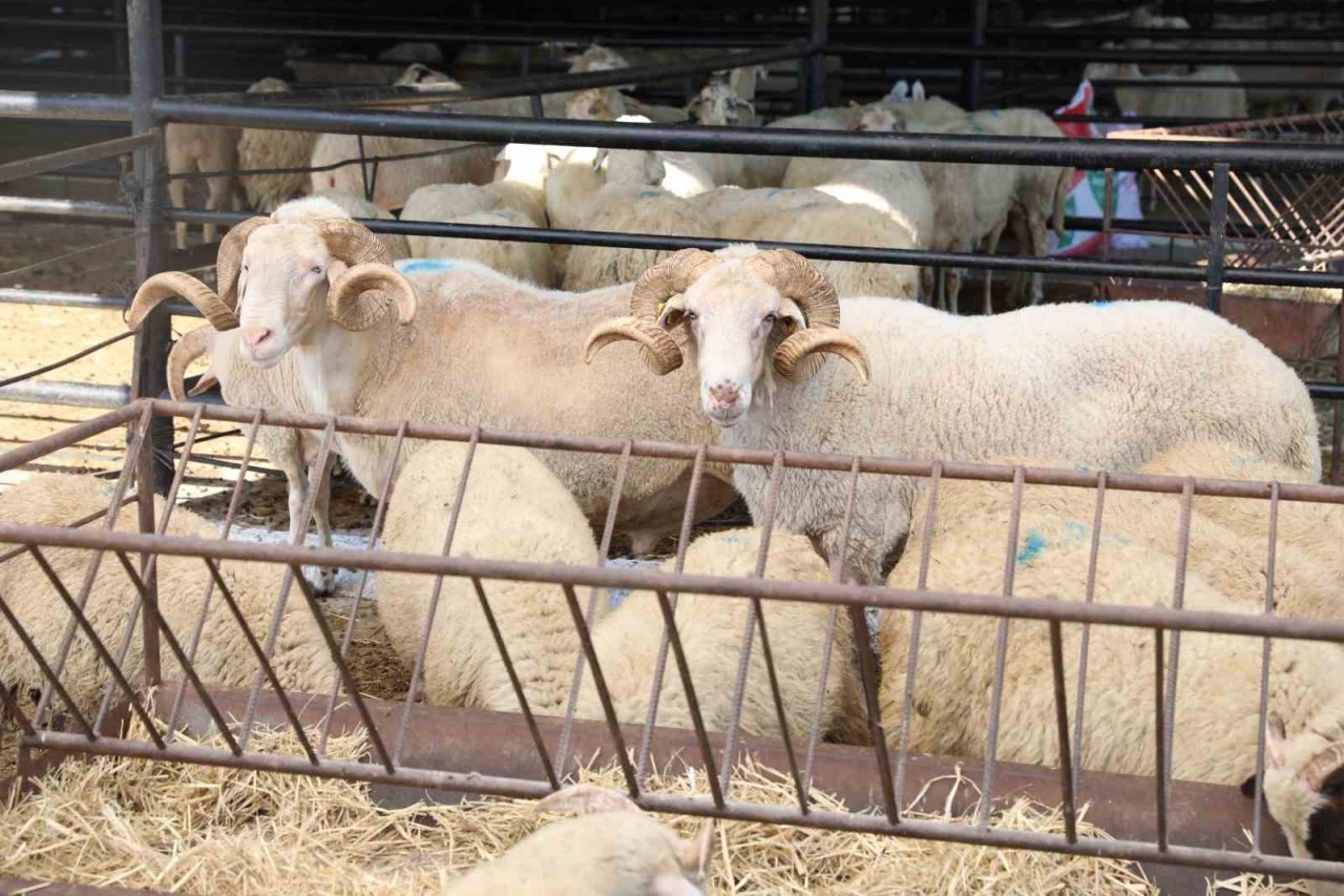 Aydın’da hayvan pazarları kapatıldı