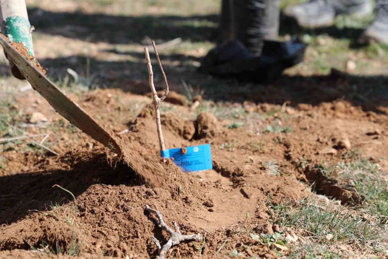Korkuteli’de antepfıstığı yetiştiriciliği yapılacak