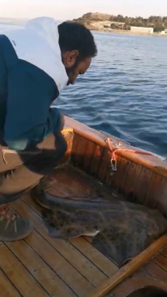 Nesli tükenmekte olan köpek balığı teknede doğum yaptı