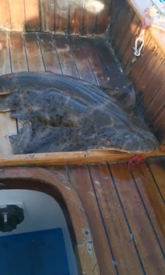 Nesli tükenmekte olan köpek balığı teknede doğum yaptı