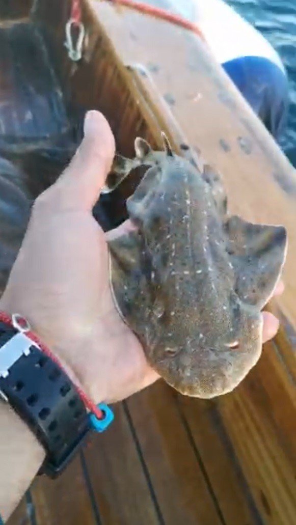 Nesli tükenmekte olan köpek balığı teknede doğum yaptı