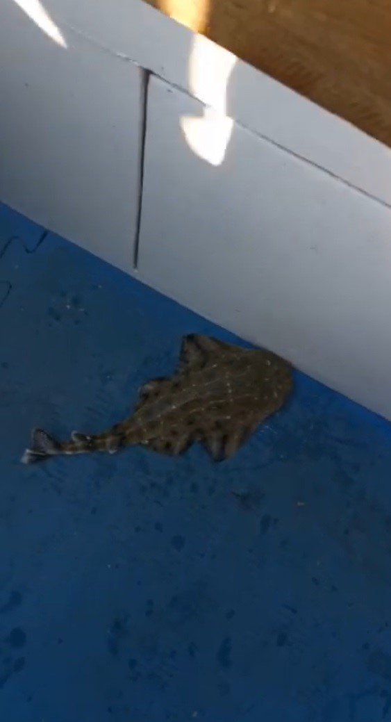 Nesli tükenmekte olan köpek balığı teknede doğum yaptı