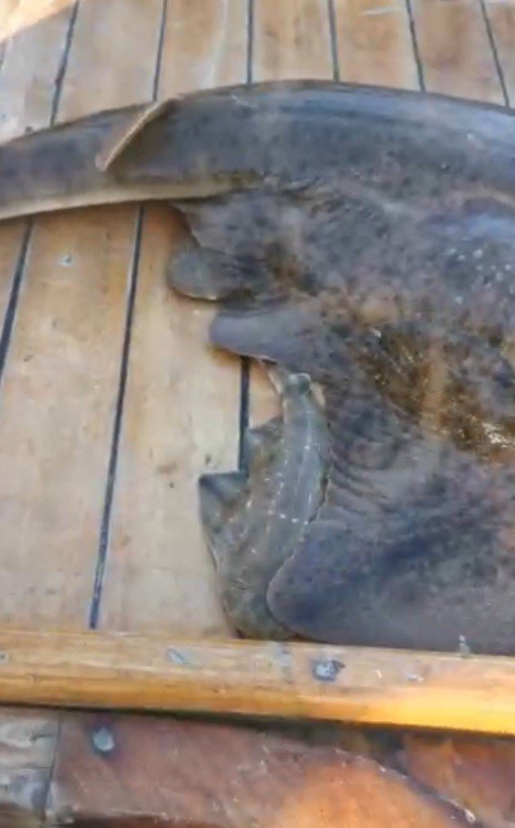 Nesli tükenmekte olan köpek balığı teknede doğum yaptı