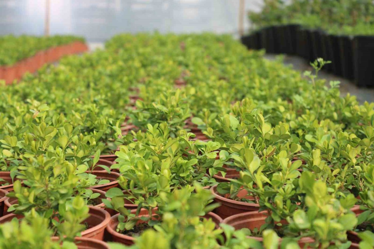 Depremin ardından bahçelere yönelen vatandaşların fide ve bitkilere ilgisi arttı