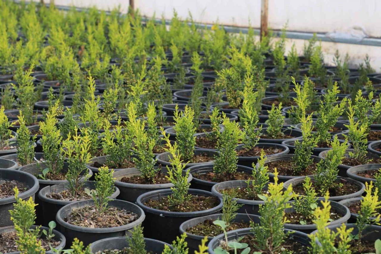 Depremin ardından bahçelere yönelen vatandaşların fide ve bitkilere ilgisi arttı