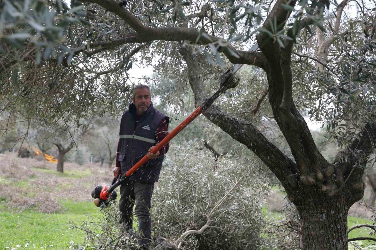 Efeler’deki zeytin bahçelerinde bakım çalışmaları devam ediyor