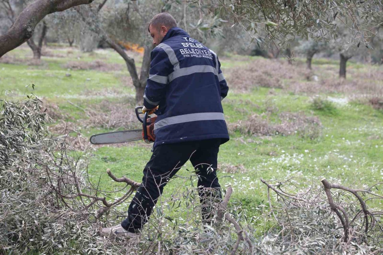 Efeler’deki zeytin bahçelerinde bakım çalışmaları devam ediyor