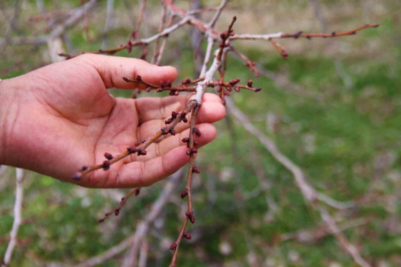 Sıcak havalar, kayısı üreticilerini korkutuyor