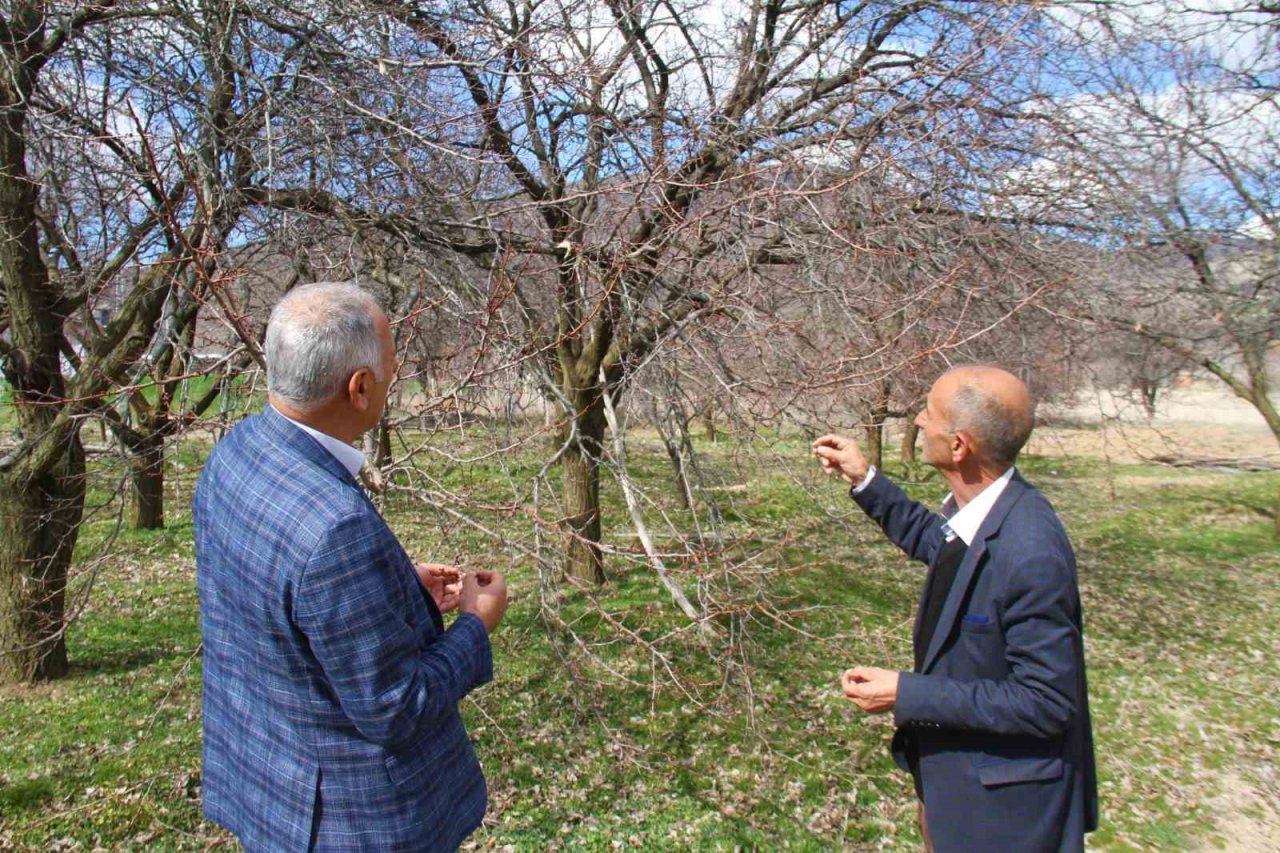 Sıcak havalar, kayısı üreticilerini korkutuyor