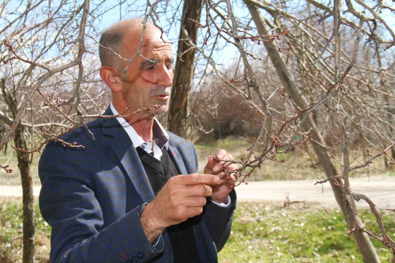 Sıcak havalar, kayısı üreticilerini korkutuyor