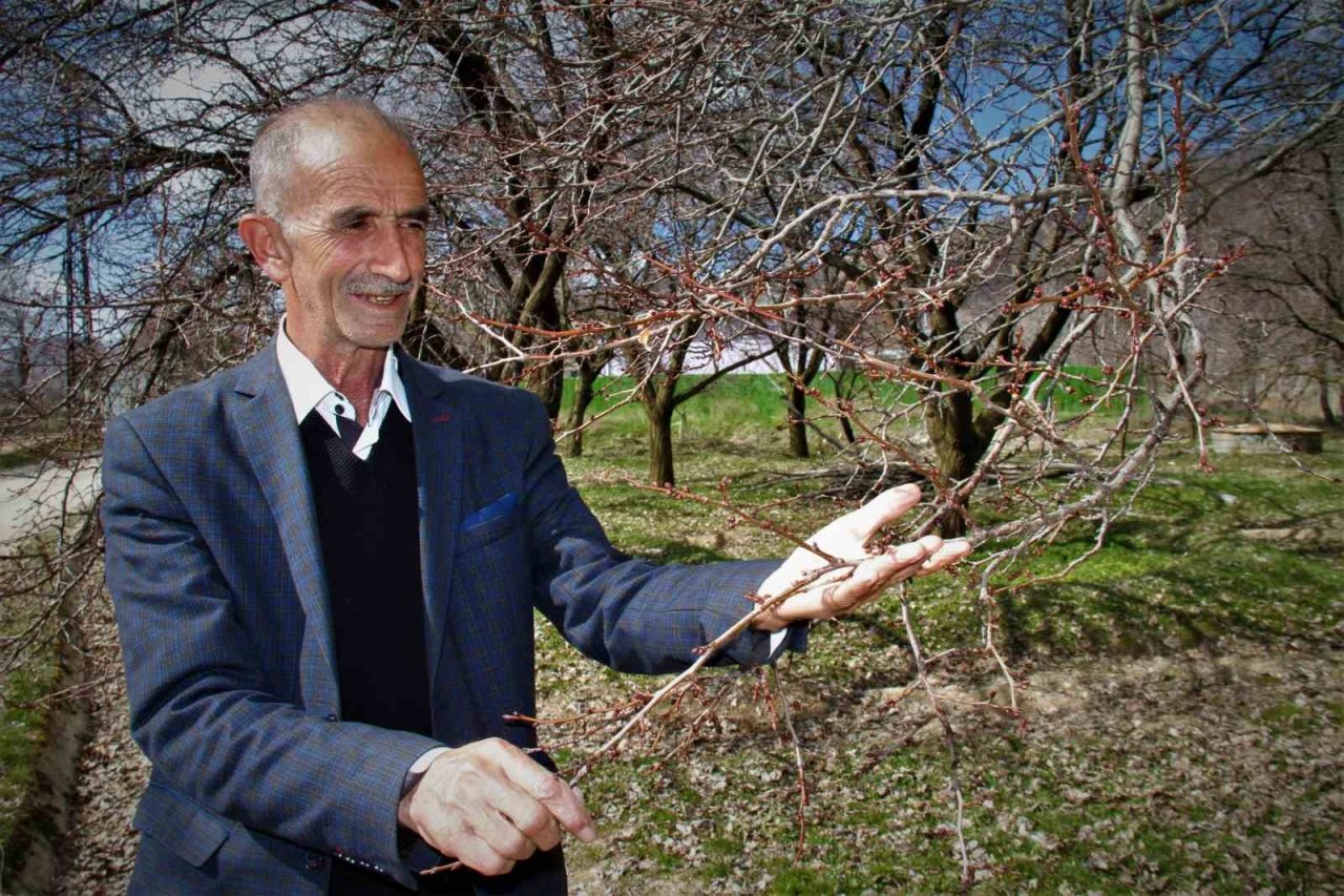 Sıcak havalar, kayısı üreticilerini korkutuyor