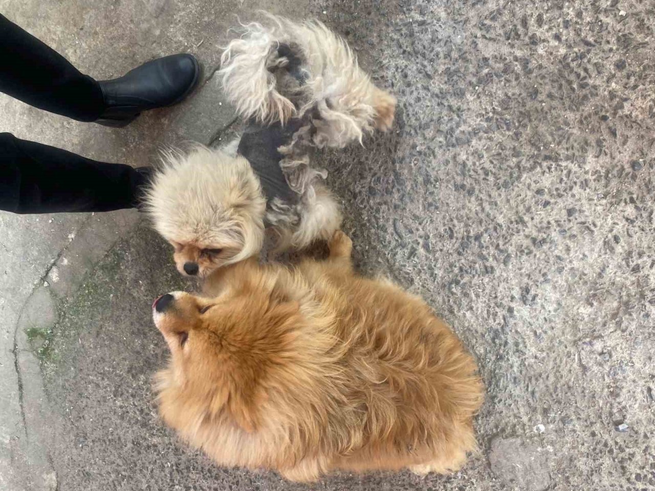 Eyüpsultan’da cins köpeği böyle çaldılar