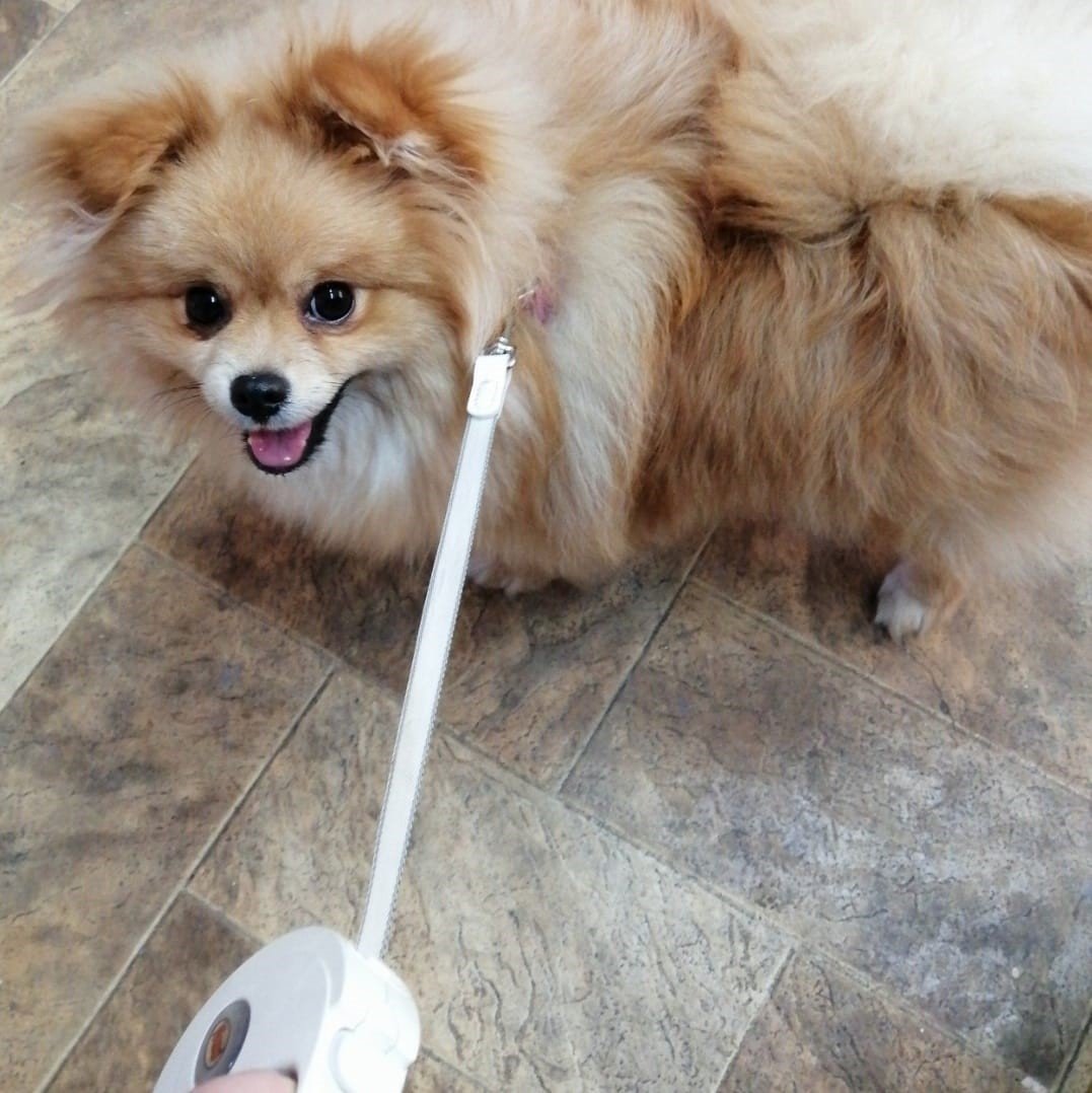 Eyüpsultan’da cins köpeği böyle çaldılar