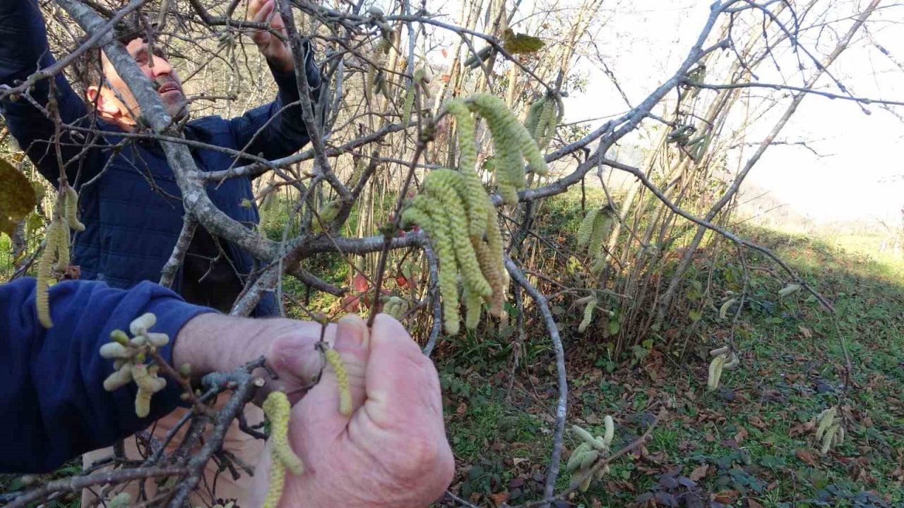 Uzmanlar fındıkta ilkbahar geç donlarına karşı üreticileri uyardı