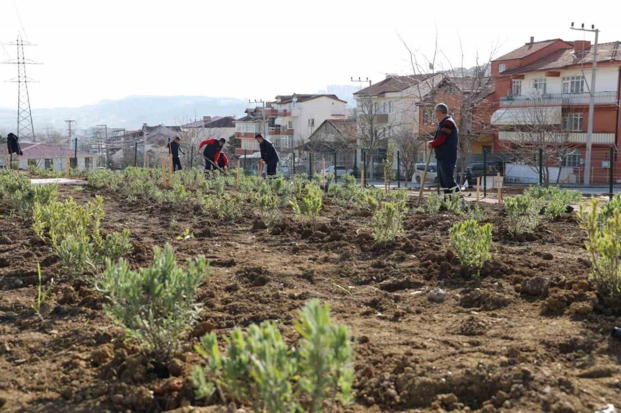 Gündoğdu lavanta ile canlandırılacak