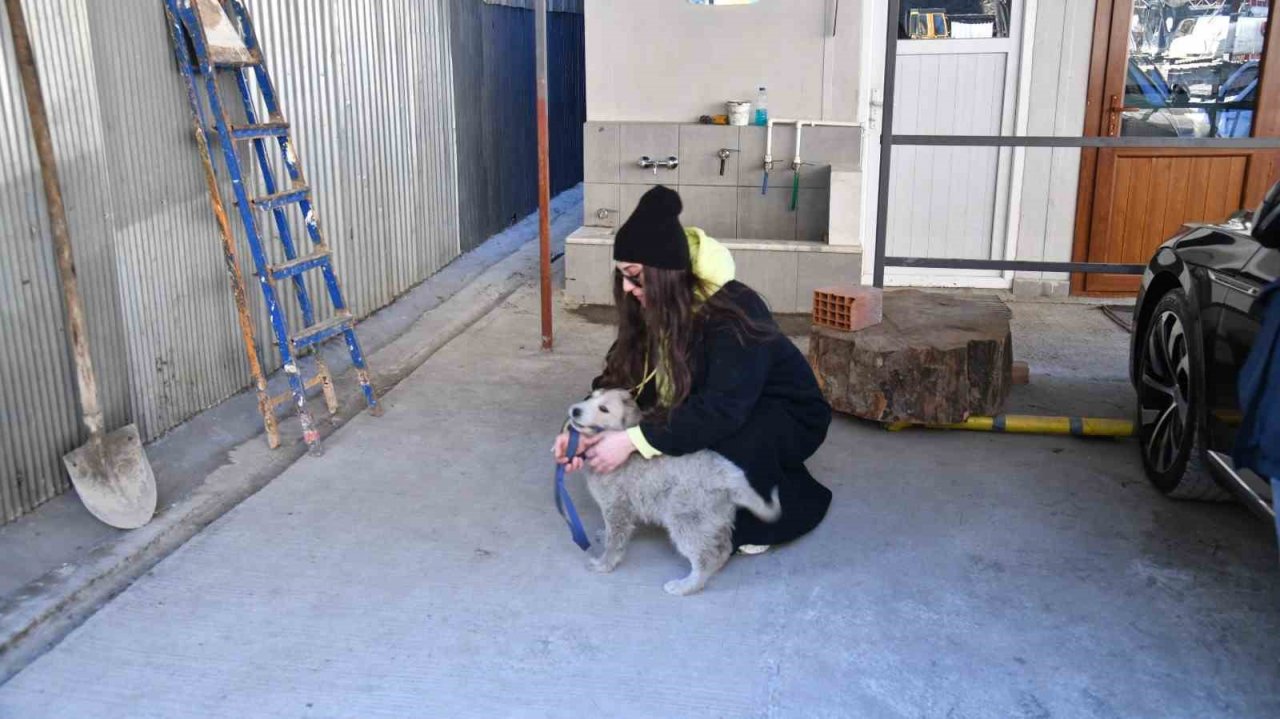 Kahramanmaraş’ta enkaz altından kurtarılan köpek Trabzon’da sahiplendirildi