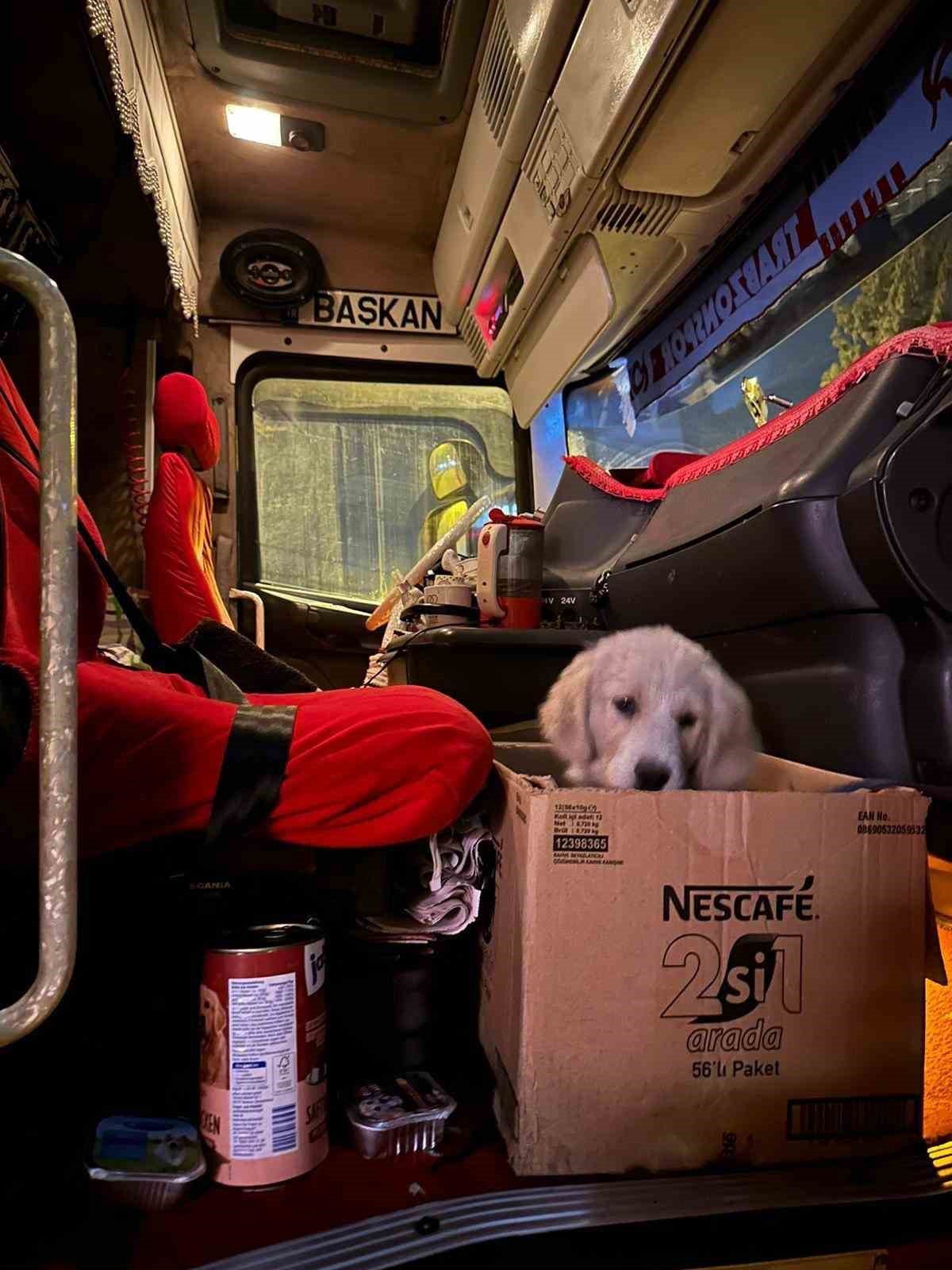 Kahramanmaraş’ta enkaz altından kurtarılan köpek Trabzon’da sahiplendirildi