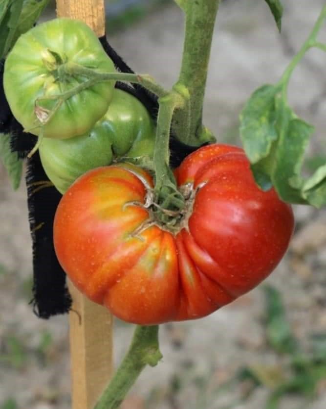 Safranbolu’da yerli tohumda rekor seviye